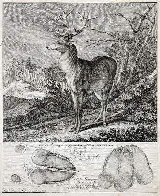 Bild Nr.3: 140-1029 Ridinger,J.E.: (Jagd)