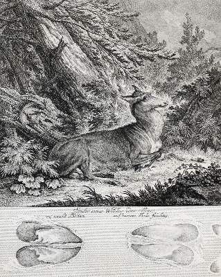 Bild Nr.4: 140-1029 Ridinger,J.E.: (Jagd)