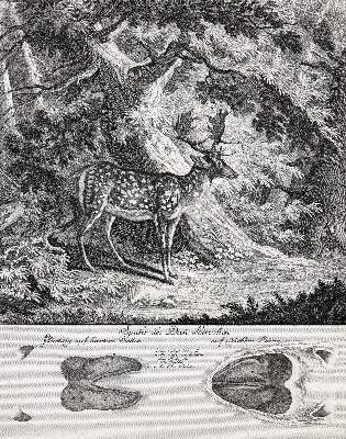 Bild Nr.5: 140-1029 Ridinger,J.E.: (Jagd)