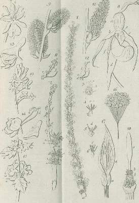 Bild Nr.2: 140-1070 Medikus,F.K.: (Land- und Forstwirtschaft, Garten)