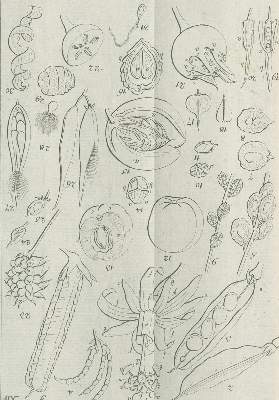 Bild Nr.3: 140-1070 Medikus,F.K.: (Land- und Forstwirtschaft, Garten)