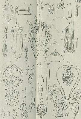 Bild Nr.4: 140-1070 Medikus,F.K.: (Land- und Forstwirtschaft, Garten)