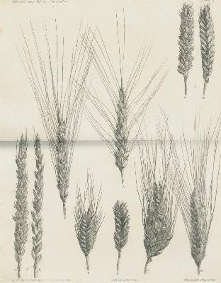 Bild Nr.2: 140-1072 Vierzehnter Jahresbericht: (Land- und Forstwirtschaft, Landwirtschaft, Amerika)
