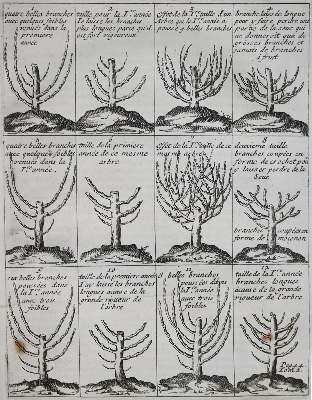 Bild Nr.2: 140-1079 La Quintinye,J.de.: (Land- und Forstwirtschaft, Pomologie)