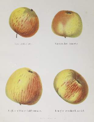 Bild Nr.1: 140-1080 Lucas,E.: (Land- und Forstwirtschaft, Pomologie)