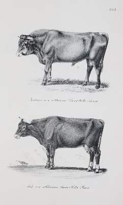 Bild Nr.2: 140-1082 Baumeister,W.: (Land- und Forstwirtschaft, Tierhaltung)