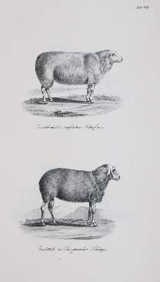 Bild Nr.3: 140-1082 Baumeister,W.: (Land- und Forstwirtschaft, Tierhaltung)