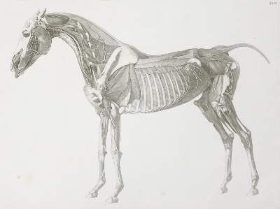 Bild Nr.1: 140-1093 Alton,E.de.: (Zoologie, Pferde)