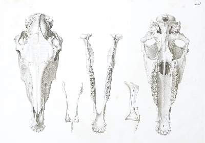 Bild Nr.2: 140-1093 Alton,E.de.: (Zoologie, Pferde)