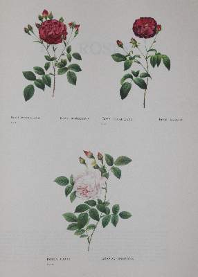 Bild Nr.2: 140-1212 Redoute,P.J.: (Faksimile)