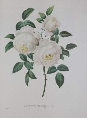 Bild Nr.3: 140-1212 Redoute,P.J.: (Faksimile)