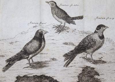 Bild Nr.15: 140-1291 Krünitz,J.G.: (Lexika - Wörterbücher - Sprachwissenschaften)