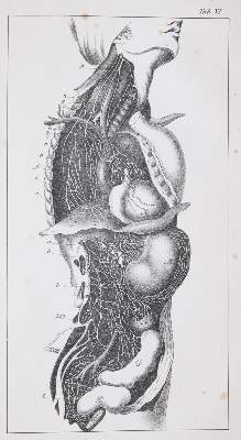 Bild Nr.2: 140-1524 Schubert,G.H.v.: (Literatur und illustrierte Bücher bis 19.Jahrhundert)