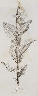 Bild Nr.3: 140-1747 (Darwin,E.).: (Botanik)