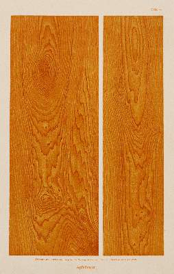 Bild Nr.1: 140-1749 Hebing,C.: (Botanik)