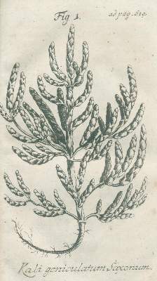 Bild Nr.2: 140-1750 Henckel,J.F.: (Botanik)