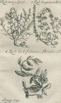 Bild Nr.3: 140-1750 Henckel,J.F.: (Botanik)