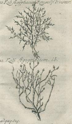 Bild Nr.4: 140-1750 Henckel,J.F.: (Botanik)