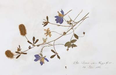 Bild Nr.1: 140-1752 Herbarium.: (Botanik)