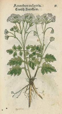 Bild Nr.2: 140-1753 Fuchs,L.: (Botanik, Kräuterbücher)