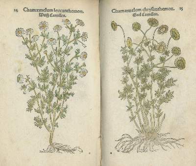Bild Nr.3: 140-1753 Fuchs,L.: (Botanik, Kräuterbücher)