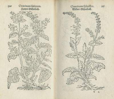 Bild Nr.4: 140-1753 Fuchs,L.: (Botanik, Kräuterbücher)
