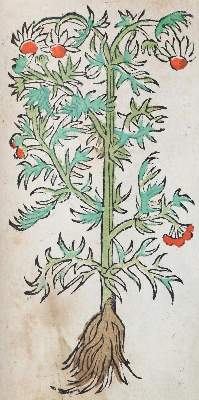 Bild Nr.1: 140-1754 (Ryff,W.H.: (Botanik, Kräuterbücher)