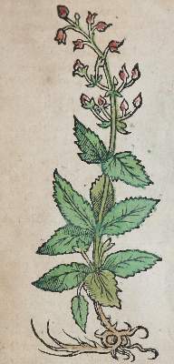 Bild Nr.2: 140-1754 (Ryff,W.H.: (Botanik, Kräuterbücher)