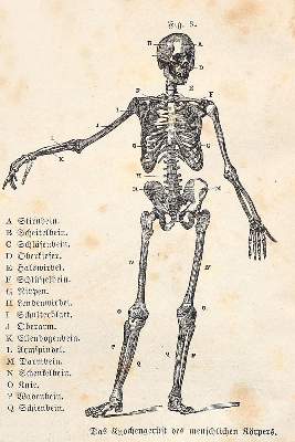 Bild Nr.1: 140-1755 Siegmund,F.: (Botanik, Kräuterbücher)
