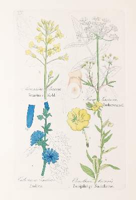 Bild Nr.1: 140-1757 Loebe,W.: (Botanik)