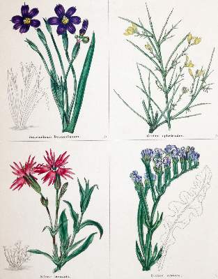 Bild Nr.1: 140-1759 Maund,B.: (Botanik)