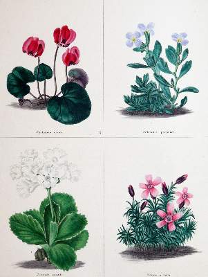 Bild Nr.1: 140-1761 Maund,B.: (Botanik)