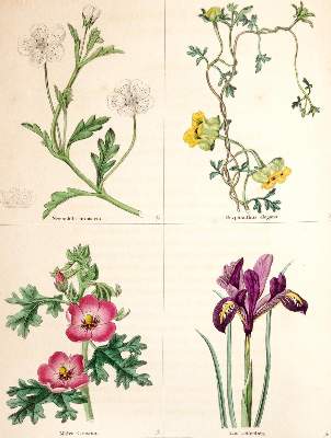 Bild Nr.1: 140-1764 Maund,B.: (Botanik)