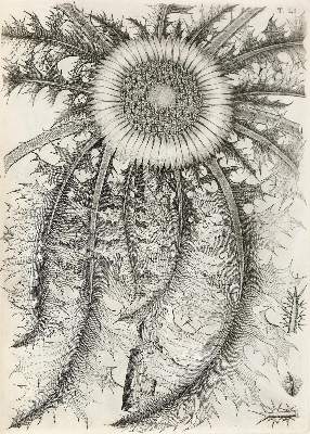 Bild Nr.1: 140-1766 Allioni,C.: (Botanik, Piemont)