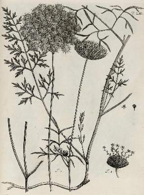 Bild Nr.18: 140-1766 Allioni,C.: (Botanik, Piemont)