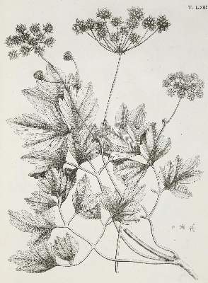 Bild Nr.2: 140-1766 Allioni,C.: (Botanik, Piemont)