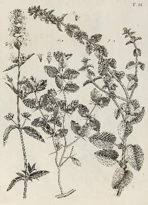 Bild Nr.27: 140-1766 Allioni,C.: (Botanik, Piemont)