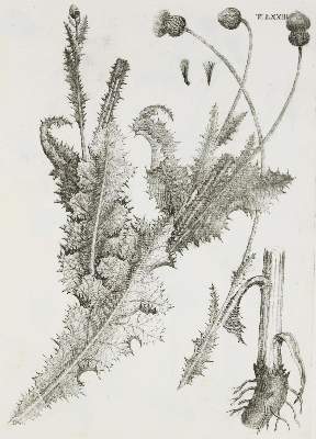 Bild Nr.3: 140-1766 Allioni,C.: (Botanik, Piemont)