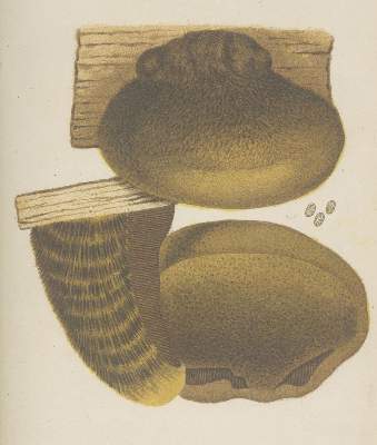 Bild Nr.2: 140-1767 Bresadola,J.: (Botanik, Pilze)