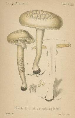 Bild Nr.3: 140-1767 Bresadola,J.: (Botanik, Pilze)