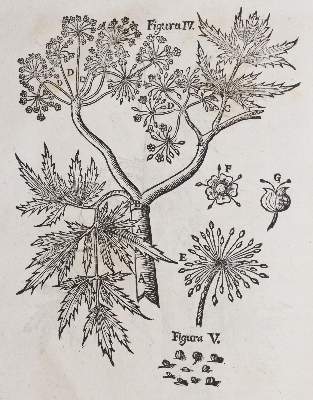 Bild Nr.2: 140-1768 Wepfer,J.J.: (Botanik, Pilze, Schierling)