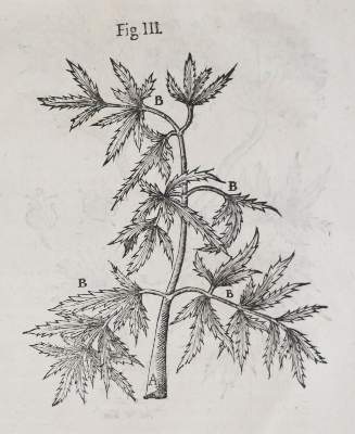 Bild Nr.3: 140-1768 Wepfer,J.J.: (Botanik, Pilze, Schierling)