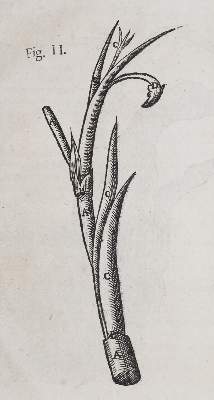 Bild Nr.4: 140-1768 Wepfer,J.J.: (Botanik, Pilze, Schierling)