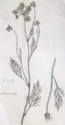 Bild Nr.1: 140-1769 Pollich,J.A.: (Botanik)