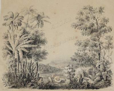 Bild Nr.2: 140-1770 Rudolph,L.: (Botanik)