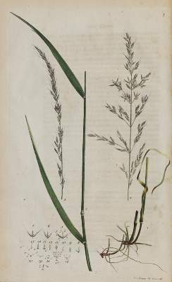 Bild Nr.3: 140-1771 Schreber,J.C.D.: (Botanik)