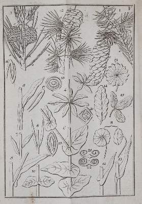 Bild Nr.2: 140-1773 Suckow,G.A.: (Botanik)