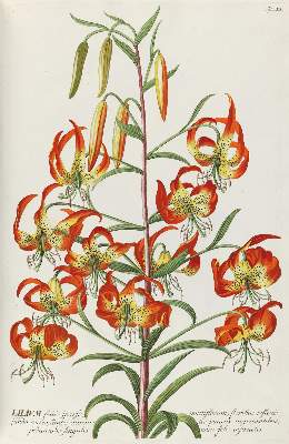 Bild Nr.5: 140-1774 Trew,Ch.J. (Botanik)