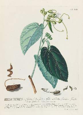 Bild Nr.6: 140-1774 Trew,Ch.J. (Botanik)