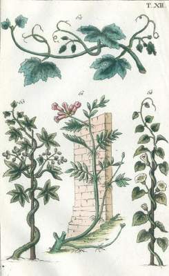 Bild Nr.1: 140-1777 (Wilhelm,G.T.).: (Botanik)